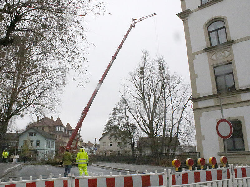 Im Auftrag des Wasserwirtschaftsamts wurden die vier Pappeln am Itzufer gefällt.