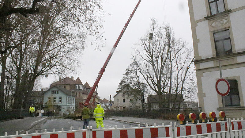 Im Auftrag des Wasserwirtschaftsamts wurden die vier Pappeln am Itzufer gef&auml;llt.