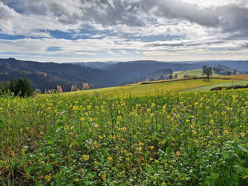 Leserbilder 2025Leserfotos Dezember 2025