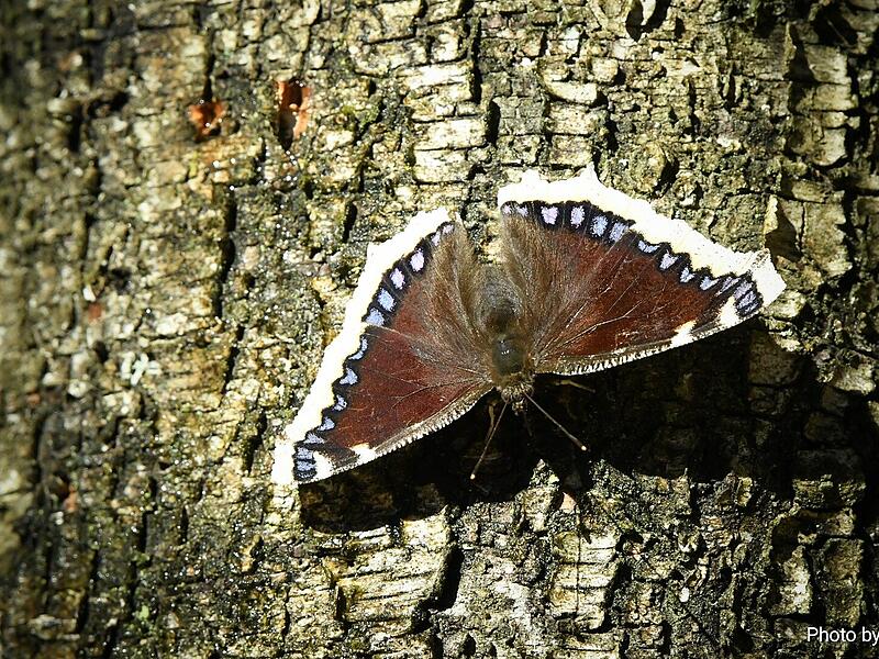 Tierisch gut: Naturaufnahmen aus dem Kreis KronachTierisch gute Bilder: Das lebt im Kreis Kronach