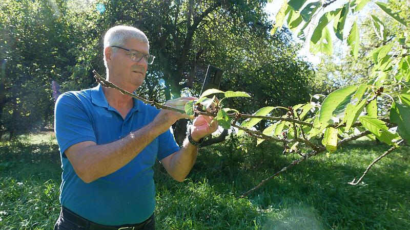Für die App muss Kreisbauer Hermann Greif auch Detailaufnahmen der falsch bestimmten Pflanzen machen.Forchheim & Fränkische Schweiz