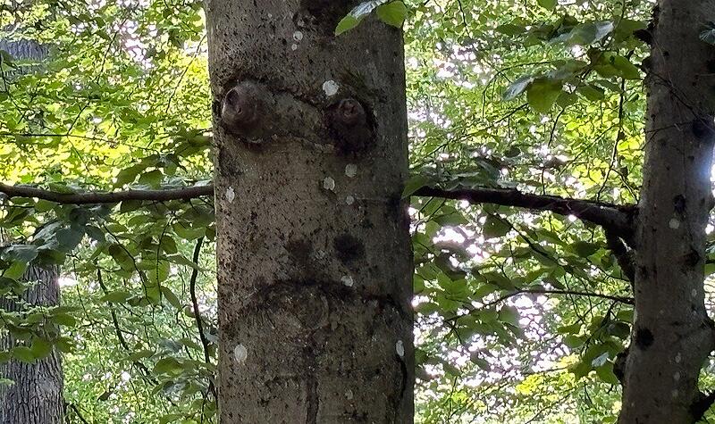 Kellerwald Kellerwald