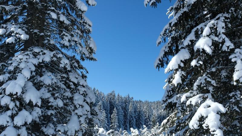 Hemmersuppenalm