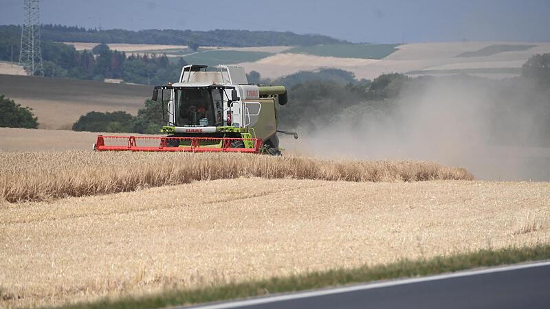 Durch die Trockenheit im Sommer f&auml;llt die Ernte bei Roggen, Weizen und Braugerste in diesem Jahr deutlich geringer an.