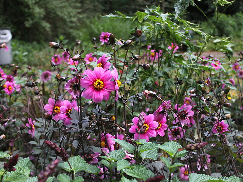 Bl&uuml;hoffensive Stadt BambergBambergs sch&ouml;nste Bl&uuml;ten