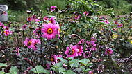Bambergs schönste Blüten Bambergs schönste Blüten