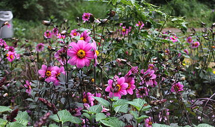 Bl&uuml;hoffensive Stadt BambergBambergs sch&ouml;nste Bl&uuml;ten
