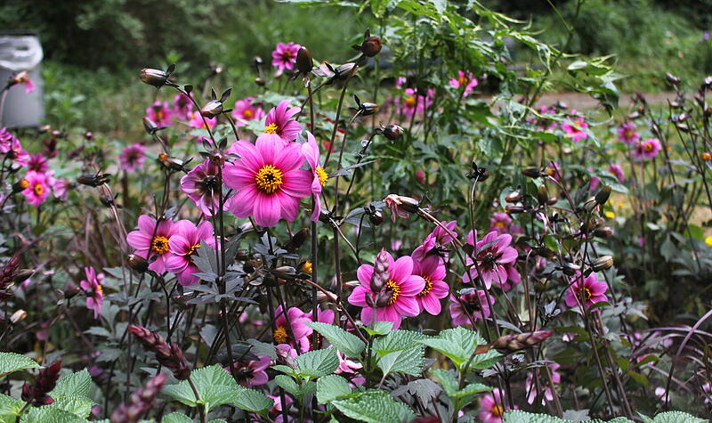 Bl&uuml;hoffensive Stadt BambergBambergs sch&ouml;nste Bl&uuml;ten