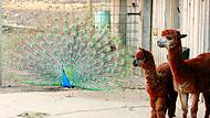Besucher des Wildparks Hundshaupten k&ouml;nnen sowohl Haustiere wie Lamas, Pfauen und Pferde als auch Wildtiere wie W&ouml;lfe, Luchse und Elche bewundern.  Sie alle werden bald von den Spenden des neuen F&ouml;rdervereins profitieren.Forchheim & Fr&auml;nkische Schweiz
