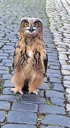 Mitten in M&uuml;nnerstadt hat letztes Jahr ein Uhu-Paar gebr&uuml;tet.