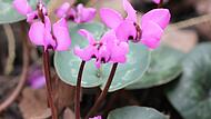 Das efeublättrige Alpenveilchen mit dem Namen Cyclamen hederifolium blüht jetzt mitten im Winter. Die leuchtend duftenden Blüten sind ein richtiger Blickfang.