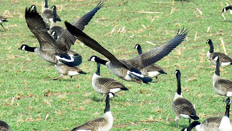 Die Zahl der Wildg&auml;nse nimmt am Obermain vielerorts schlagartig zu &ndash; hier sind Kanadag&auml;nse zu sehen.