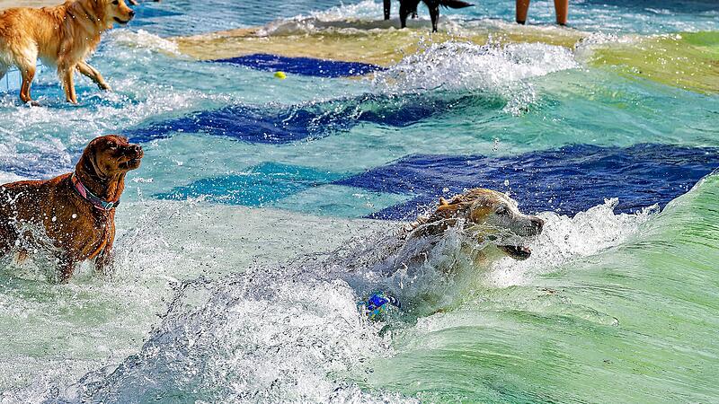 Hundebadetag im Stadionbad Bamberg 2026