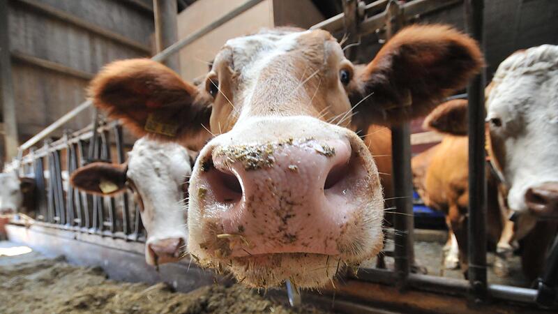 Kam es im Landkreis Bad Kissingen zu Verst&ouml;&szlig;en gegen das Tierschutzgesetz?
