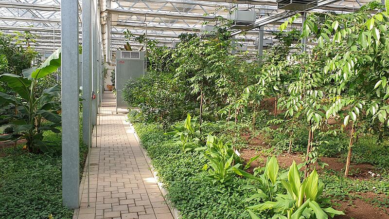 Das Tropenhaus in Kleintettau wird von der Carl-Augst-Heinz-Stiftung finanziell unterst&uuml;tzt.