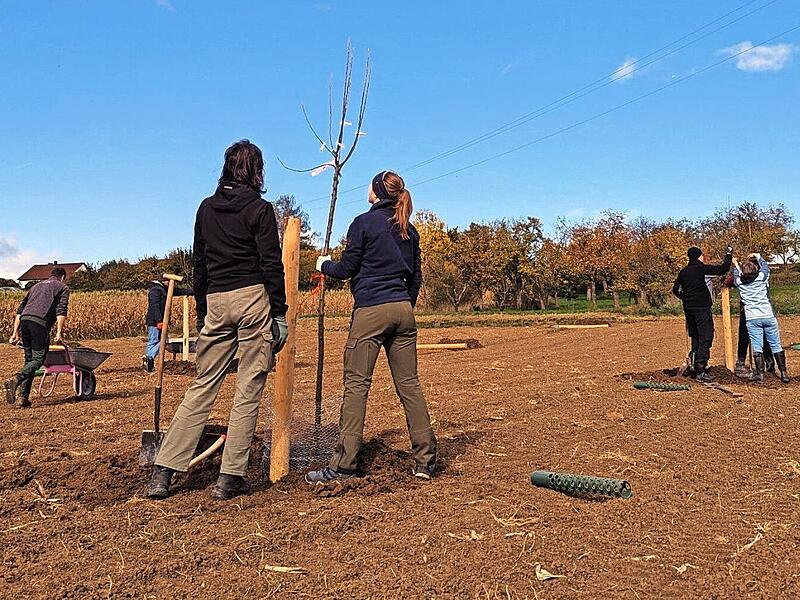 Teilnehmer des Pflanzkurses in Hallerndorf pflanzen an einem Vormittag rund 18 Streuobstb&auml;ume.