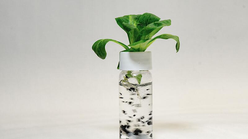 Salat nimmt Stoffe aus Reifenabrieb auf Salat nimmt Stoffe aus Reifenabrieb auf