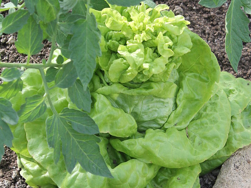 Erst an langen Tagen beginnt der Kopfsalat, zu blühen. Im Volksmund spricht man auch von "schießen".