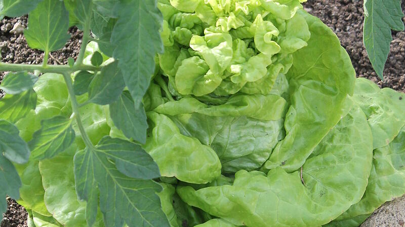 Erst an langen Tagen beginnt der Kopfsalat, zu blühen. Im Volksmund spricht man auch von "schießen".