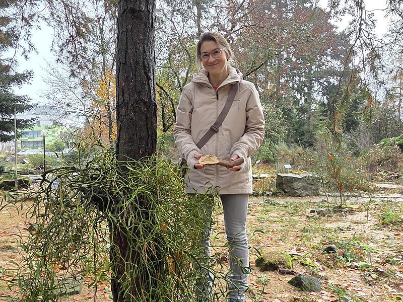 Botanischer Garten Erlangen Mistel