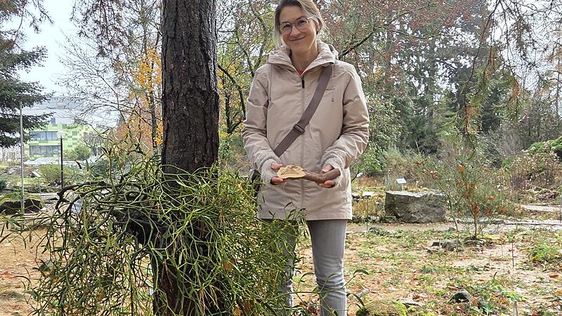 Botanischer Garten Erlangen Mistel