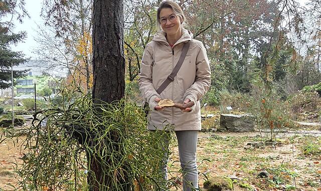 Botanischer Garten Erlangen Mistel Botanischer Garten Erlangen Mistel