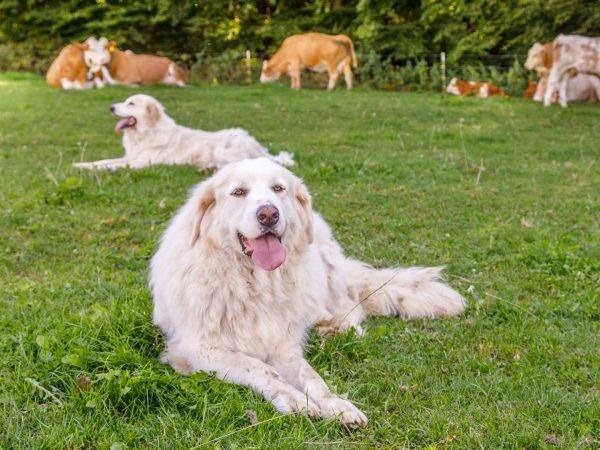Mit solchen Hunden will sich B&ouml;hmer aus Plankenfels sch&uuml;tzen.Forchheim & Fr&auml;nkische Schweiz