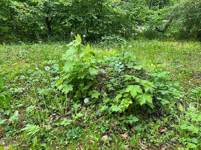 Der neue Contakt-Garten in Coburg soll Lust auf Umwelt- und Naturschutz machen.