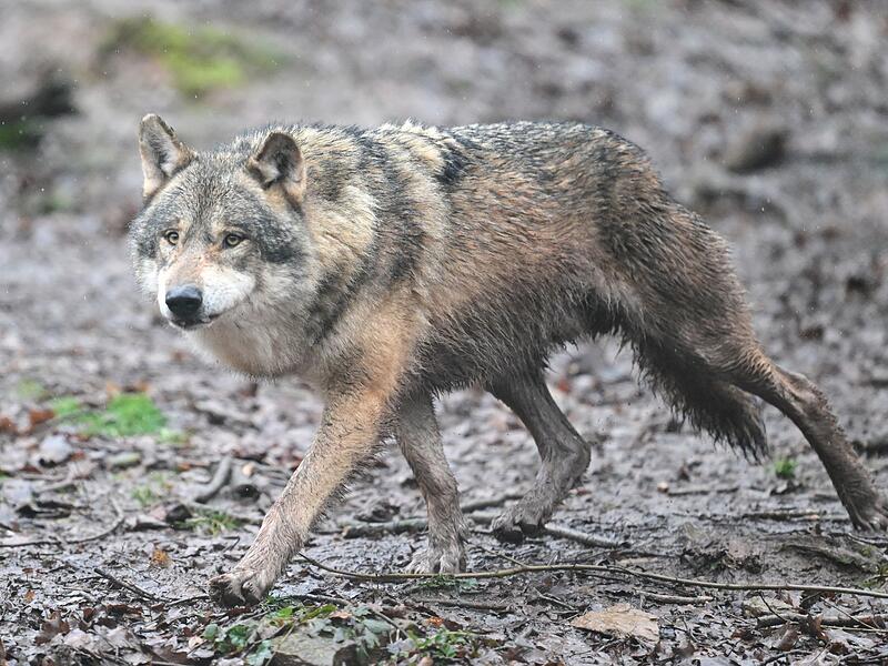 Seit August werden im Tennenloher Forst Ziegen gerissen. Nun haben Analysen ergeben, dass ein Wolf daf&uuml;r verantwortlich ist. Entsteht bei Erlangen ein Wolfsterritorium?  (Symbolbild)