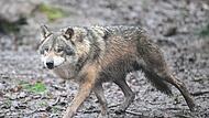 Wolf Seit August werden im Tennenloher Forst Ziegen gerissen. Nun haben Analysen ergeben, dass ein Wolf dafür verantwortlich ist. Entsteht bei Erlangen ein Wolfsterritorium? (Symbolbild)
