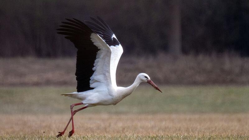 Wieso manche St&ouml;rche schon auf ihren Nestern sitzen