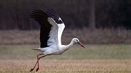 Wieso manche Störche schon auf ihren Nestern sitzen Wieso manche Störche schon auf ihren Nestern sitzen