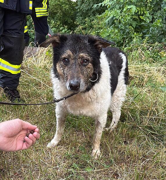 Hund aus Bach bei Litzendorf gerettet Hund aus Bach bei Litzendorf gerettet