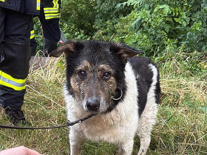 Hund aus Bach bei Litzendorf gerettet Hund aus Bach bei Litzendorf gerettet