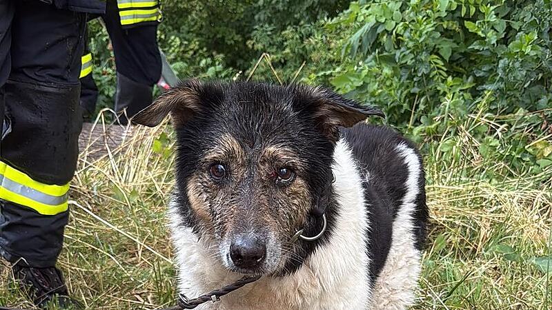 Hund aus Bach bei Litzendorf gerettet Hund aus Bach bei Litzendorf gerettet