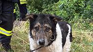 Hund aus Bach bei Litzendorf gerettet Hund aus Bach bei Litzendorf gerettet