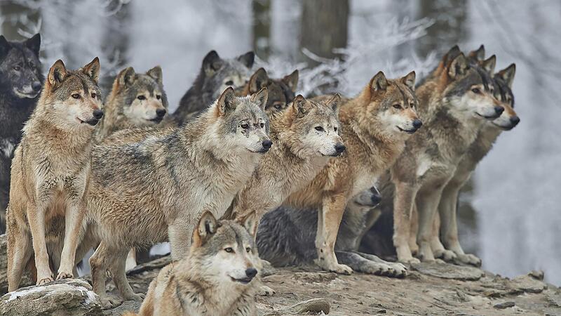 Zwei Jahre lang bleiben Jungwölfe im Rudel, dann verlassen sie das Revier und pflanzen sich möglicherweise selbst fort.