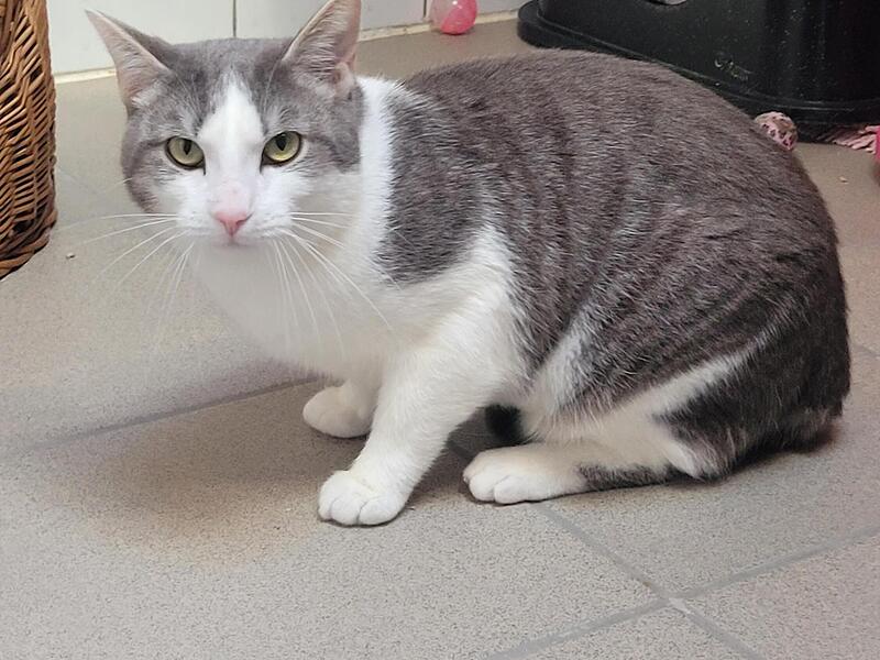 Katze Balou sucht ein neues Zuhause.