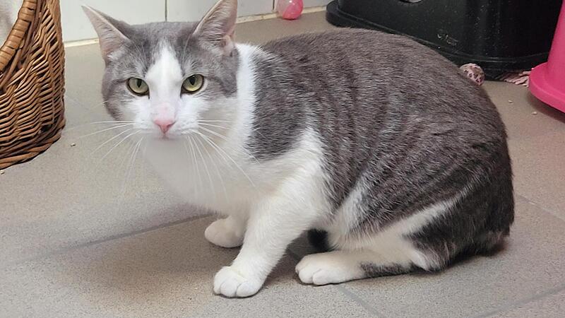 Katze Balou sucht ein neues Zuhause.