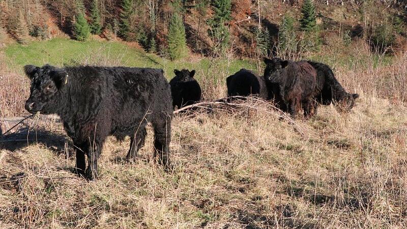 Die Galloway-Herde ist Teil des Naturschutzprojekts von Landesbund für Vogel- und Naturschutz (LBV), Bund Naturschutz und der Ökologischen Bildungsstätte in Mitwitz.