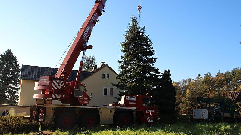 Diese Tanne aus Meilschnitz hätte eigentlich der diesjährige Weihnachtsbaum auf dem Coburger Marktplatz werden sollen . Diese Tanne aus Meilschnitz hätte eigentlich der diesjährige Weihnachtsbaum auf dem Coburger Marktplatz werden sollen .