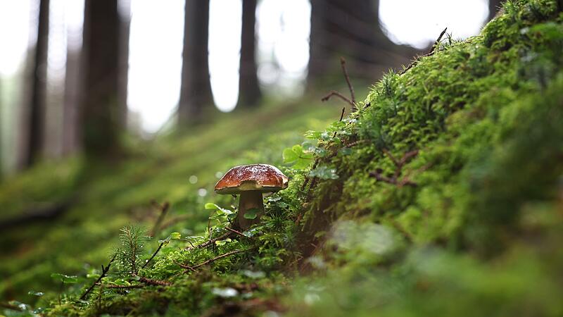 Steinpilze im Wald