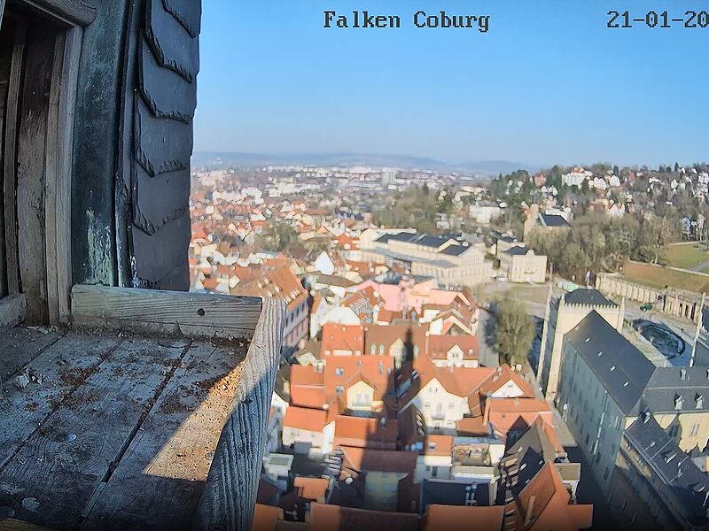 Webcam: Falken auf Coburger Morizkirche sind wieder im Nest