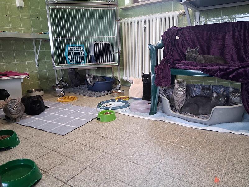 44 Katzen aus Wohnung gerettet