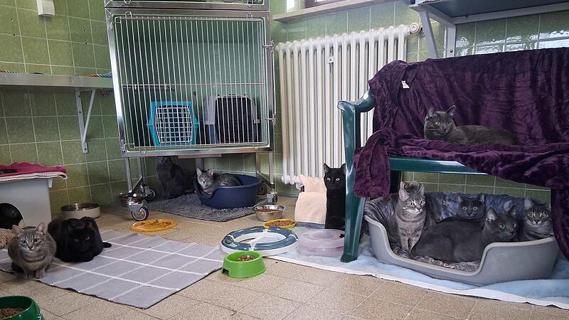 44 Katzen aus Wohnung gerettet