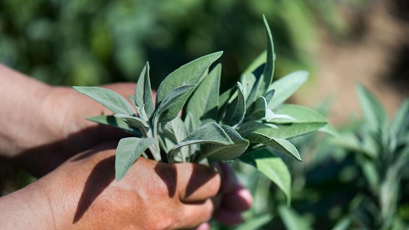 Eine Handvoll Salbei