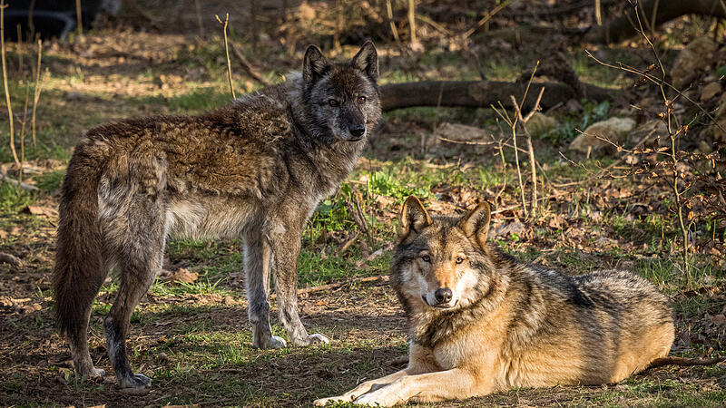 Seit Ende M&auml;rz lebt ein neuer Wolfshybrid in Hundshaupten.