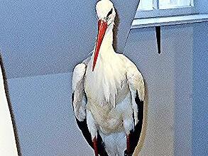 Im Schauraum des Heimatmuseums Ebern ist der erste Eberner Storch zu sehen. Im Schauraum des Heimatmuseums Ebern ist der erste Eberner Storch zu sehen.