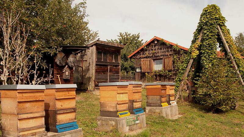 In Hofheim hat der Imkerverein seit einigen Jahren einen „Bienengarten“ und ein Zentrum für die Bienen hat der Imkerverein Kirchlauter und Umgebung mit seinem großen „Lehrbienenstand“ geschaffen (hier im Bild).