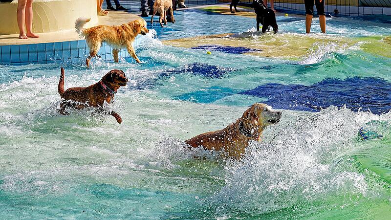 Hundebadetag im Stadionbad Bamberg 2026